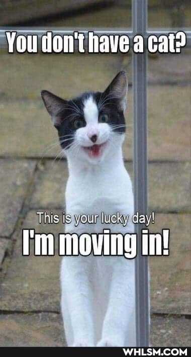 You don't have a cat?
HS YORI
This is day!
I'm moving in!