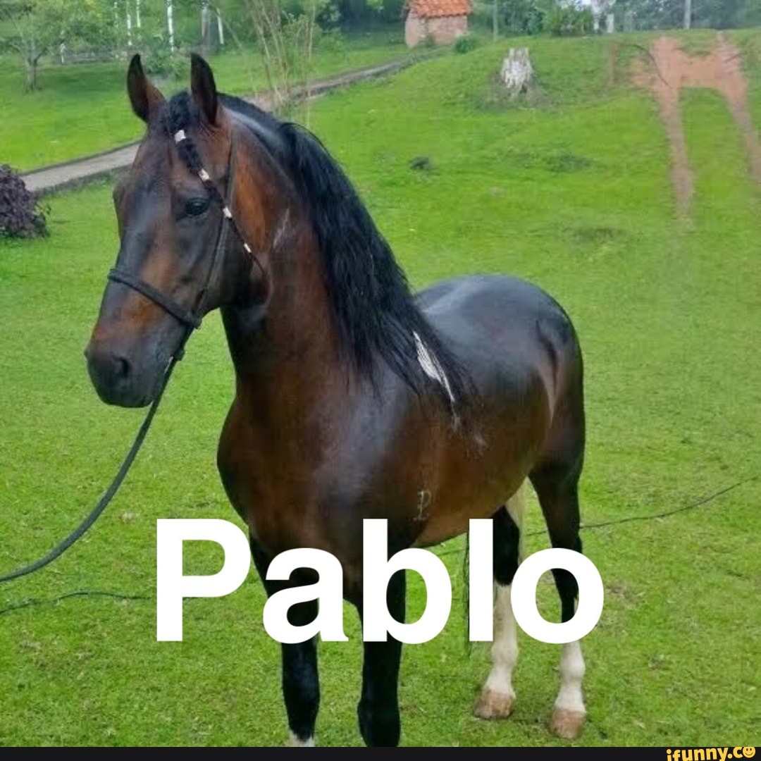 shitpost, cavalo