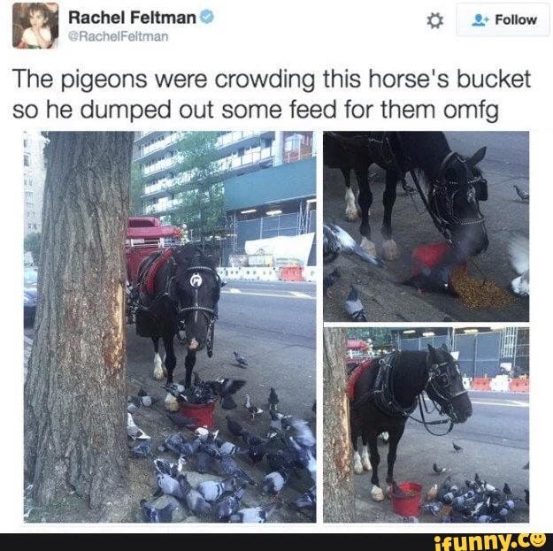 Rachel Feltman Follow Nan The Pigeons Were Crowding This Horse s Bucket 