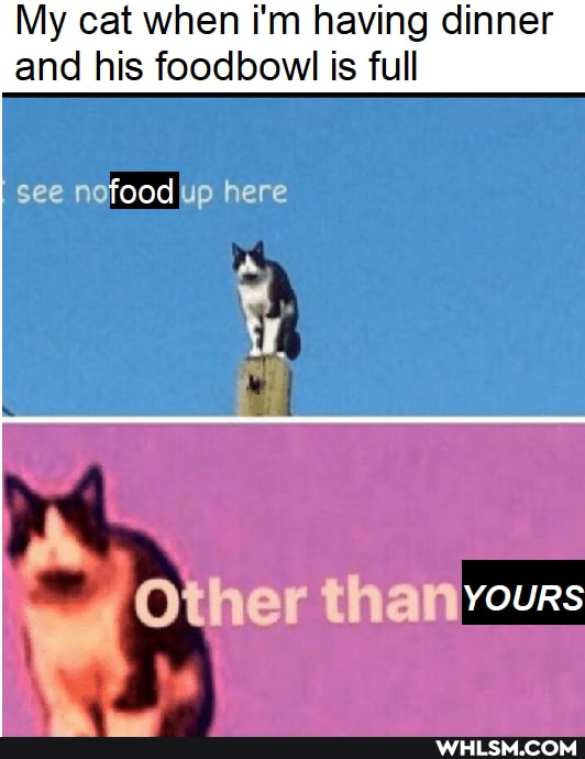My cat when i'm having dinner and his foodbow is full see nofood up here
Other than yours