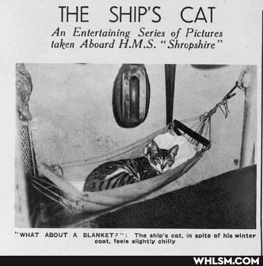THE SHIP'S CAT
An Entertaining Series of Pictures taken Aboard H.M.S. "Shropshire"
ABOUT BLANKET
cat, in spite of his winter