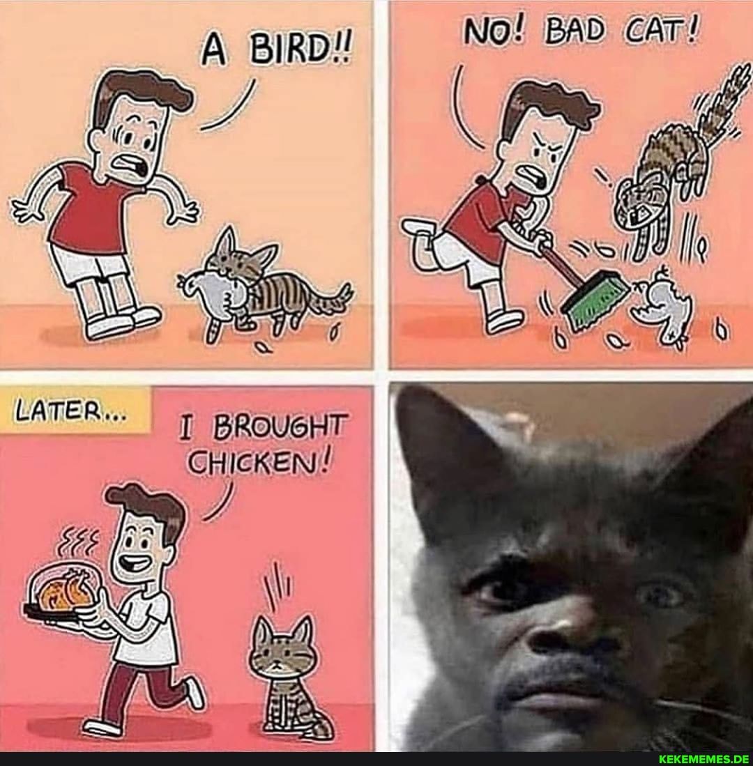 No! BAD CAT!
A BIRD!
BROUGHT CHICKEN!
LATER..