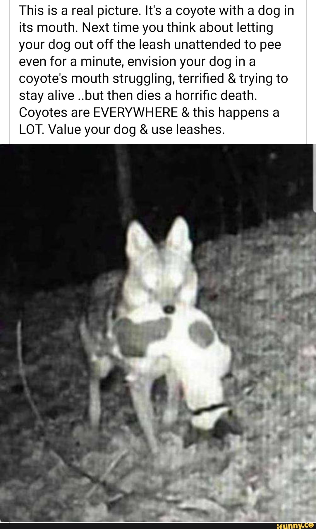 This is a real picture. It's a coyote with a dog in its mouth. Next