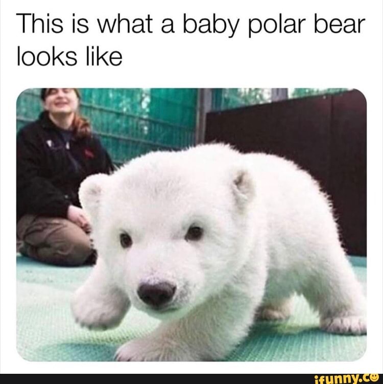 This is what a baby polar bear
looks like