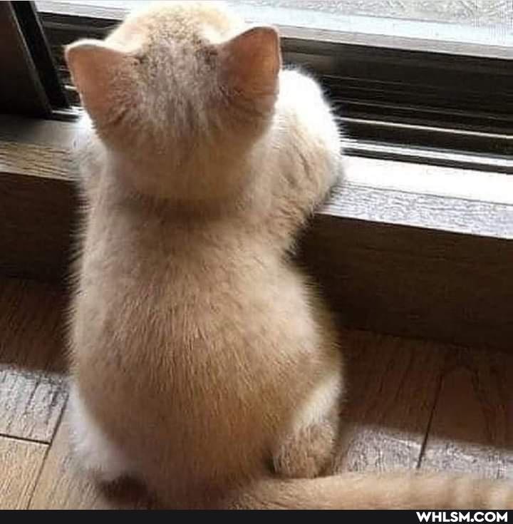 cat, baby_animals, funny_animal, awesome_cat, funny_cat