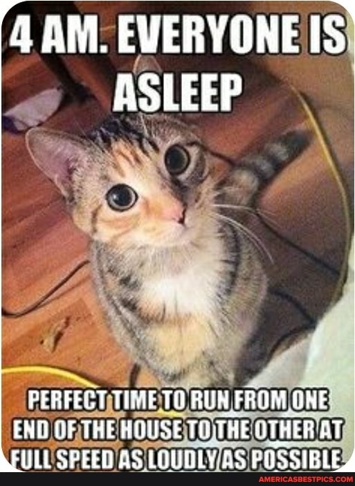 EVERYONE IS ASLEEP
PERFECT TIMF TQ RUN FROM ONE END END THE HINISE TH: THE? THER BT WLL END SPEED AS LOUDLYAS HOUSE) POSSIBL