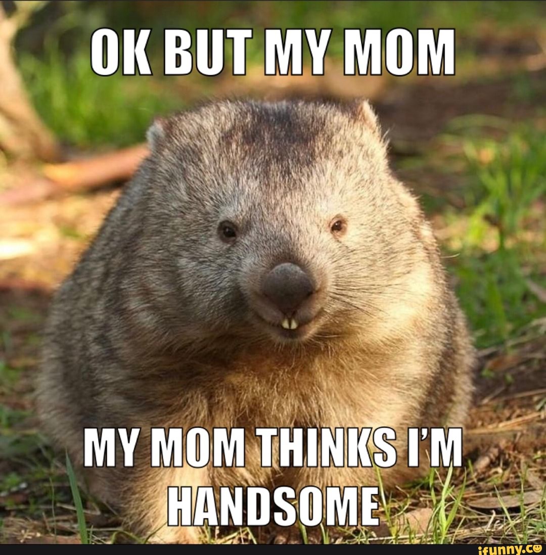 Wombat memes. Best Collection of funny Wombat pictures on iFunny