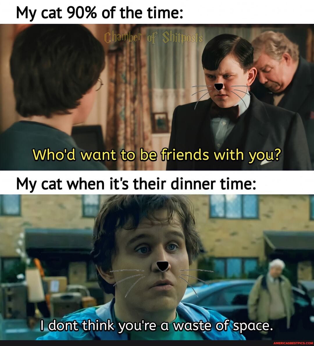 My cat 90% of the time:
who'd want be friends with you?
cat when t's their dinner time
he
think you're
id