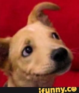 doggo, coloniacontraataca