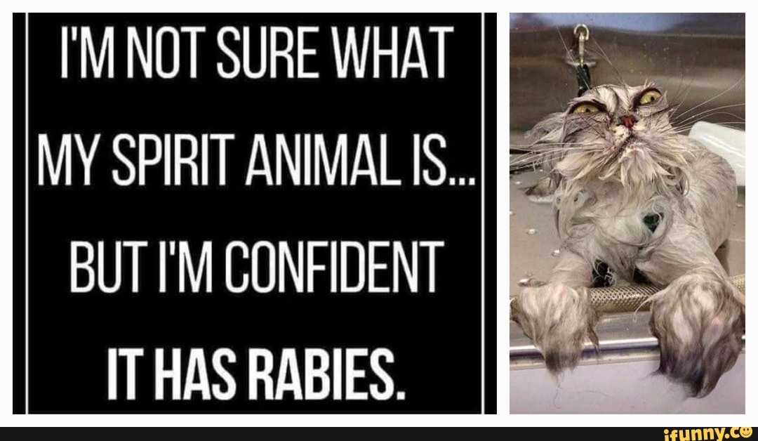 MINOT SURE WHAT IJ MY SPIRIT ANIMAL IS.. BUT TM CONFIDENT IT HAS RABIES. -  