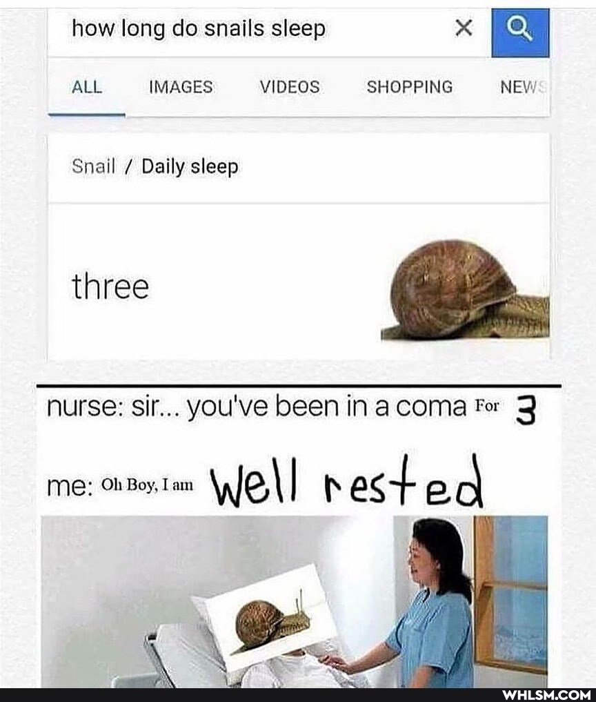 how long do snails sleep x I
ALL IMAGES VIDEOS SHOPPING NEW
Snail / Daily sleep
three
nurse: sir... you've been in coma Fer 3
Me: Ob Boy, Lam well pest ed
