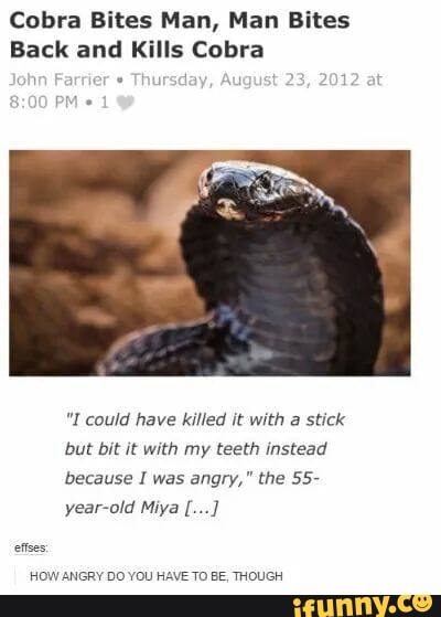 snakes #bite #funny #quotes #bamboozled #slither #smile - Cobra Bites Man,  Man Bites Back and Kills Cobra John Fartier Thursday, August 23, 2012 could  have killed it with a stick but bit