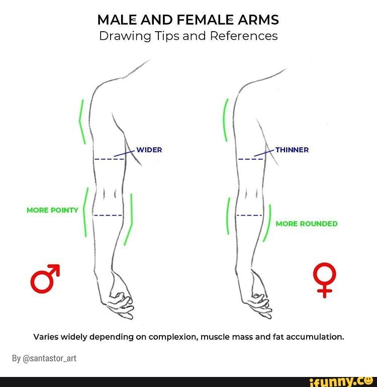 MALE AND FEMALE ARMS Drawing Tips and References Varies widely