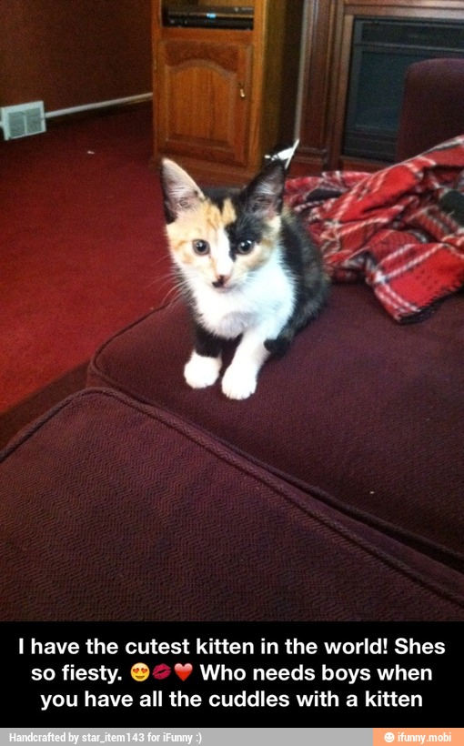 l have the cutest kitten in the world! Shes
so fiesty. Y Who needs boys when
you have all the cuddles with a kitten - I have the cutest kitten in the world! Shes so fiesty. ππβ€οΈ Who needs boys when you have all the cuddles with a kitten