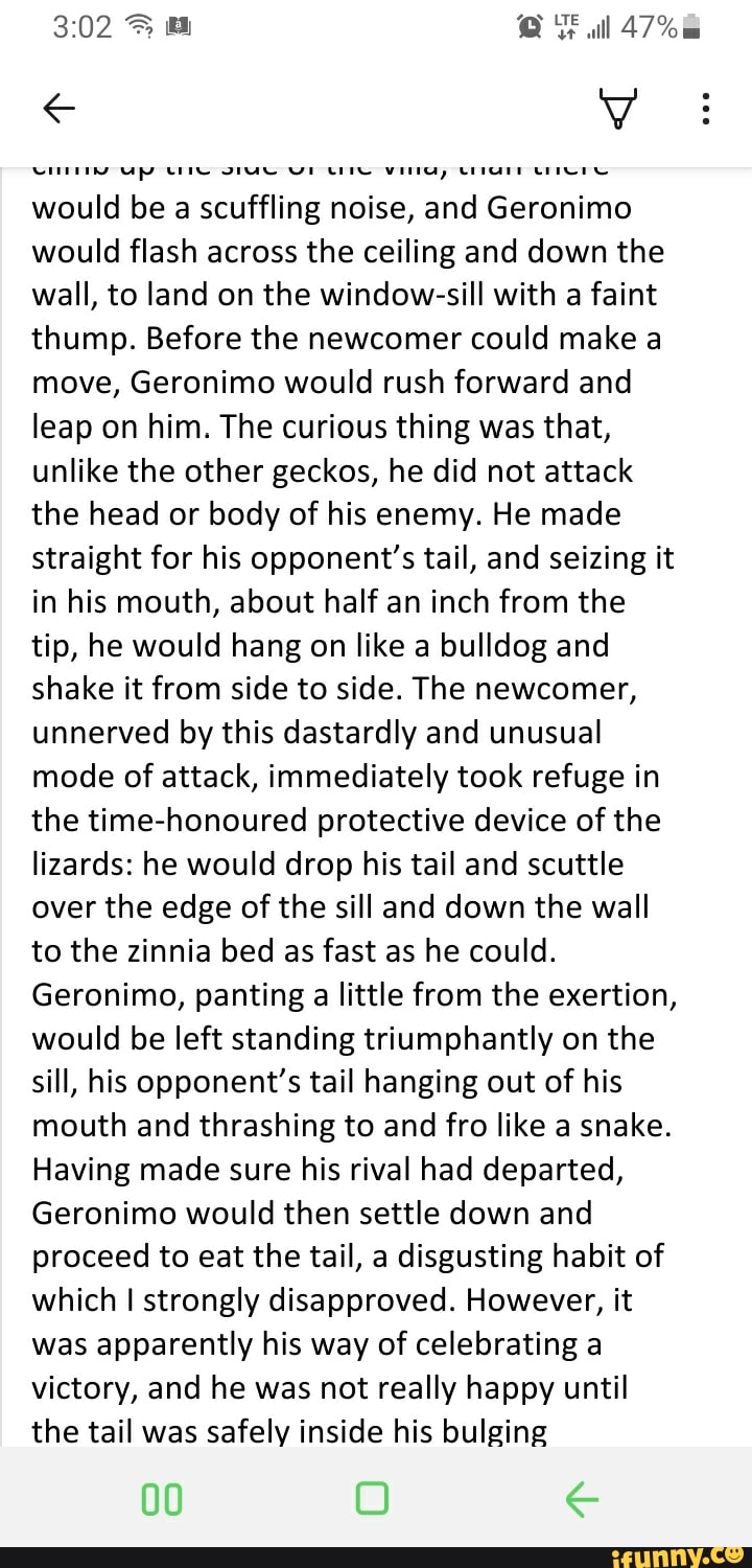 all 47%
would be a scuffling noise, and Geronimo would flash across the ceiling and down the wall, to land on the window-sill with a faint thump. Before the newcomer could make a move, Geronimo would rush forward and leap on him. The curious thing was that, unlike the other geckos, he did not attack the head or body of his enemy. He made straight for his opponent's tail, and seizing it in his mouth, about half an inch from the tip, he would hang on like a bulldog and shake it from side to side. The newcomer, unnerved by this dastardly and unusual mode of attack, immediately took refuge in the time-honoured protective device of the lizards: he would drop his tail and scuttle over the edge of the sill and down the wall to the zinnia bed as fast as he could.
Geronimo, panting a little from the exertion, would be left standing triumphantly on the sill, his opponent's tail hanging out of his mouth and thrashing to and fro like a snake.
Having made sure his rival had departed,
Geronimo would then settle down and proceed to eat the tail, a disgusting habit of which I strongly disapproved. However, it was apparently his way of celebrating a victory, and he was not really happy until the tail was safely inside his bulging
00