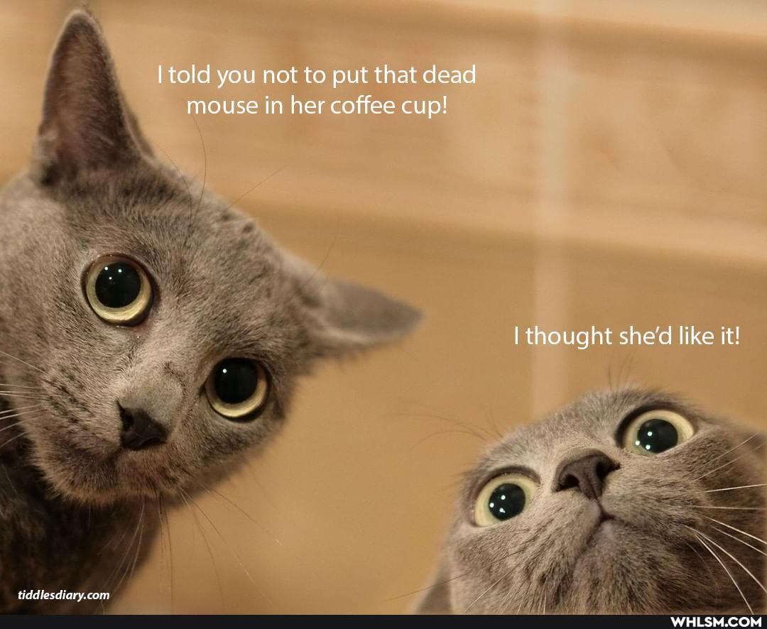 told you not to put that dead mouse in her coffee cup!
thought she'd like it!
fiddlesdiary.