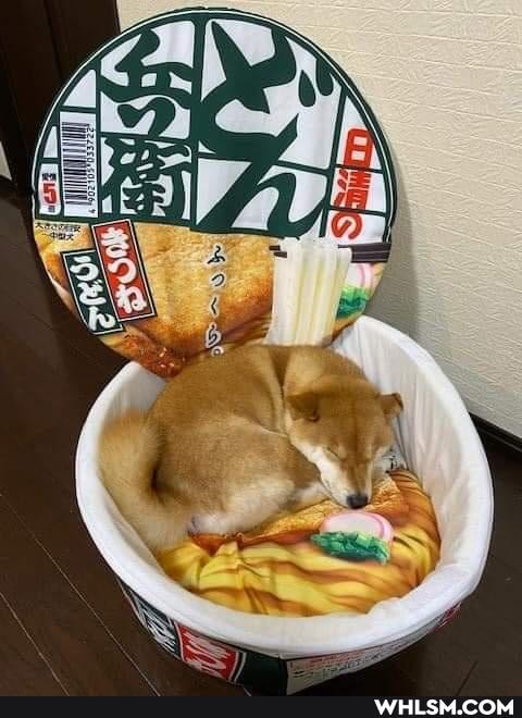 dog, shiba_inu, doggo