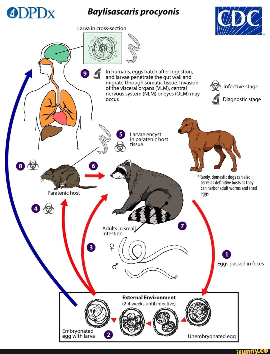 @DPDx Baylisascaris procyonis Larva in cross-section In humans, eggs ...