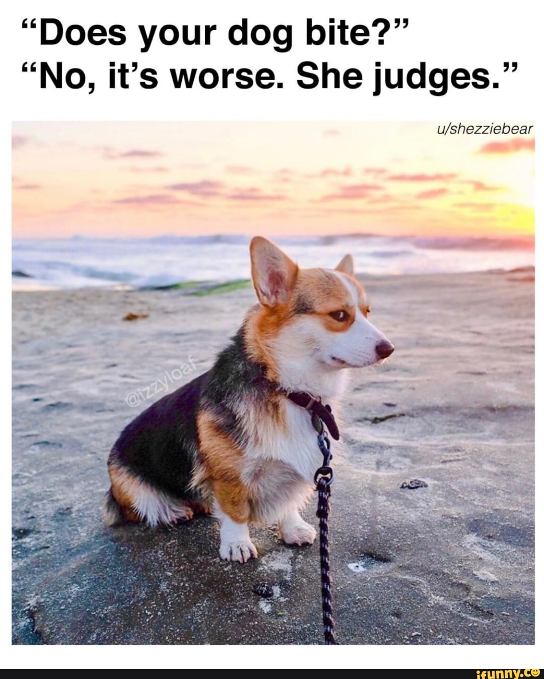 "Does your dog bite?"
