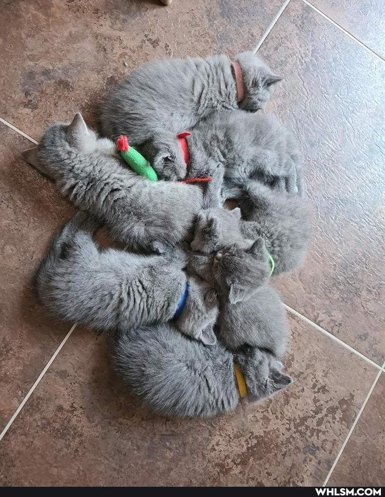 cats, puppy, kittens