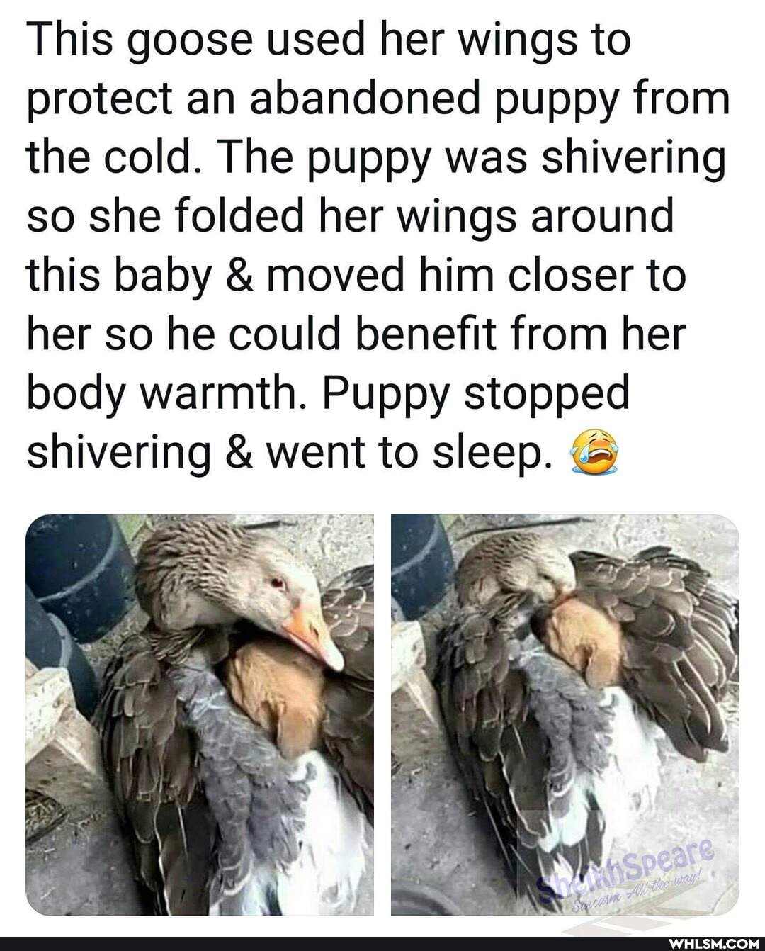 This goose used her wings to protect an abandoned puppy from the cold. The puppy was shivering so she folded her wings around this baby & moved him closer to her so he could benefit from her body warmth. Puppy stopped shivering & went to sleep.
off