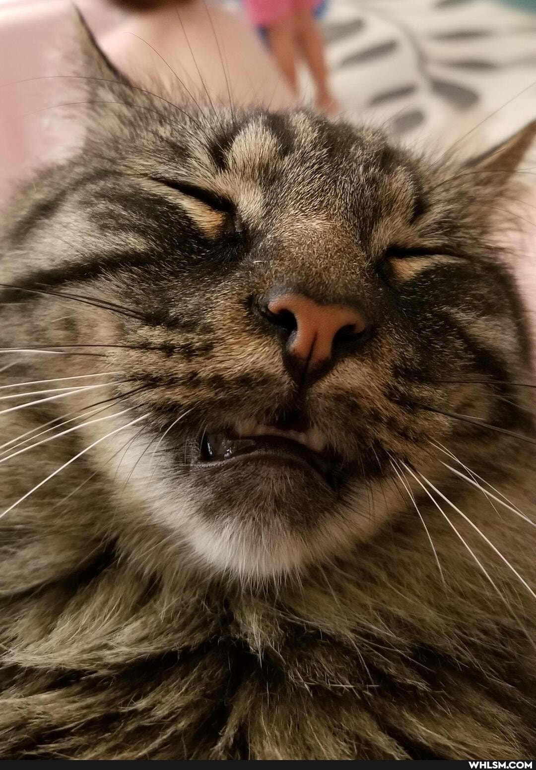 funny, cat, cats