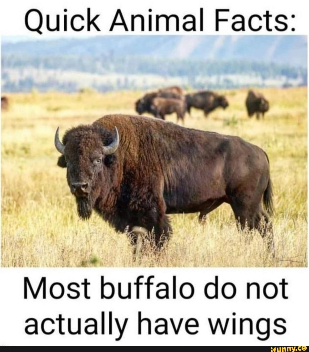 Quick Animal Facts Most buffalo do not actually have wings iFunny