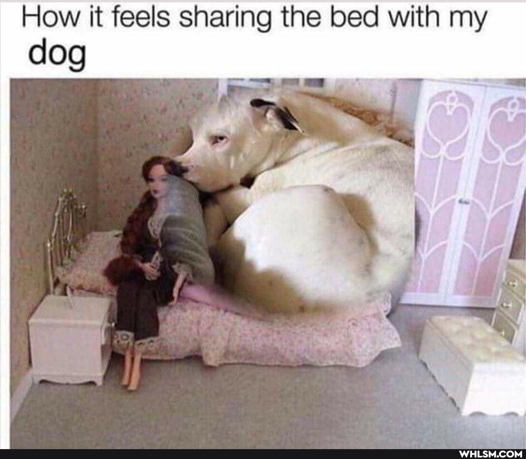 How it feels sharing the bed with my
if