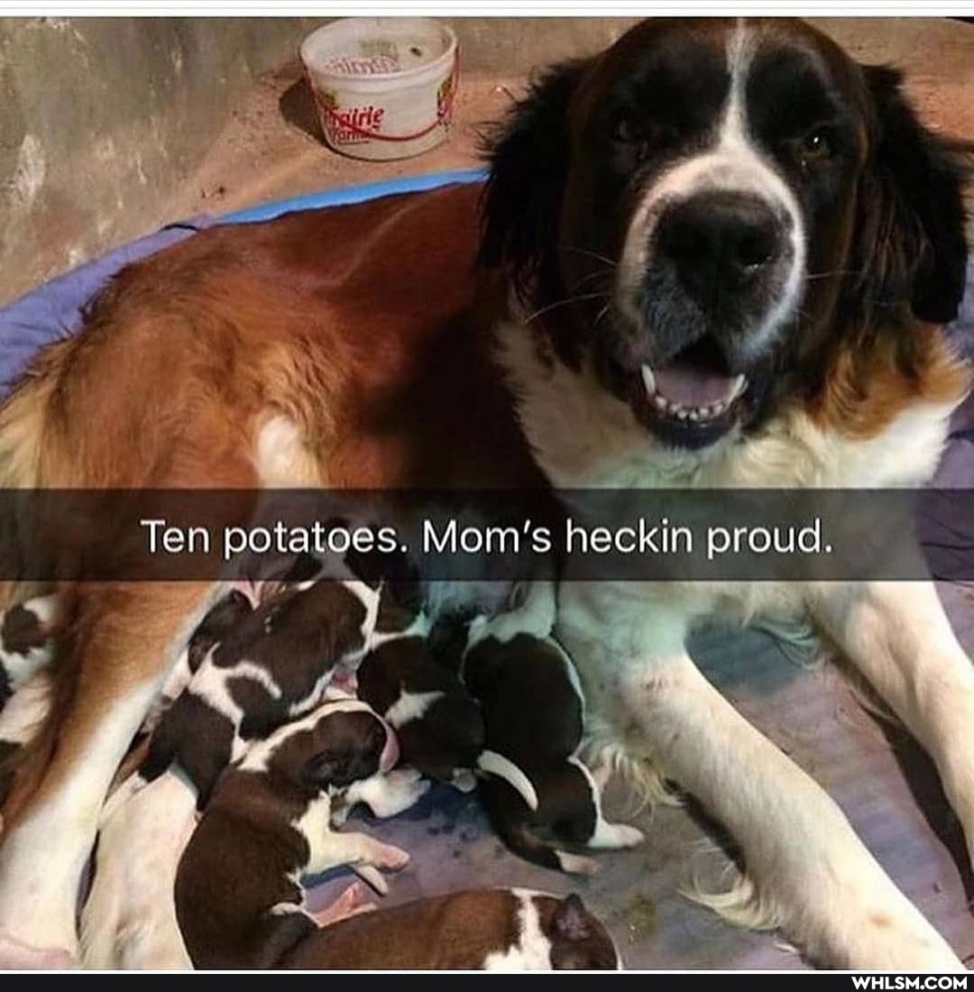 Ten potatoes. m's heckin proud.
