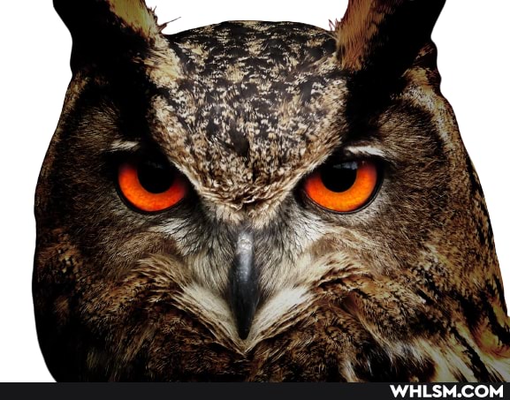 owl, sauvage