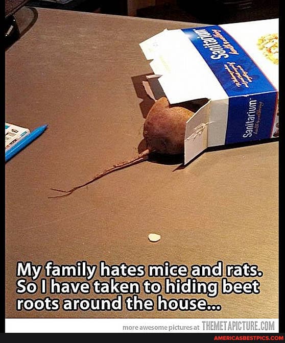 My family hates mice and rats.
So have taken to hiding beet roots around the house...