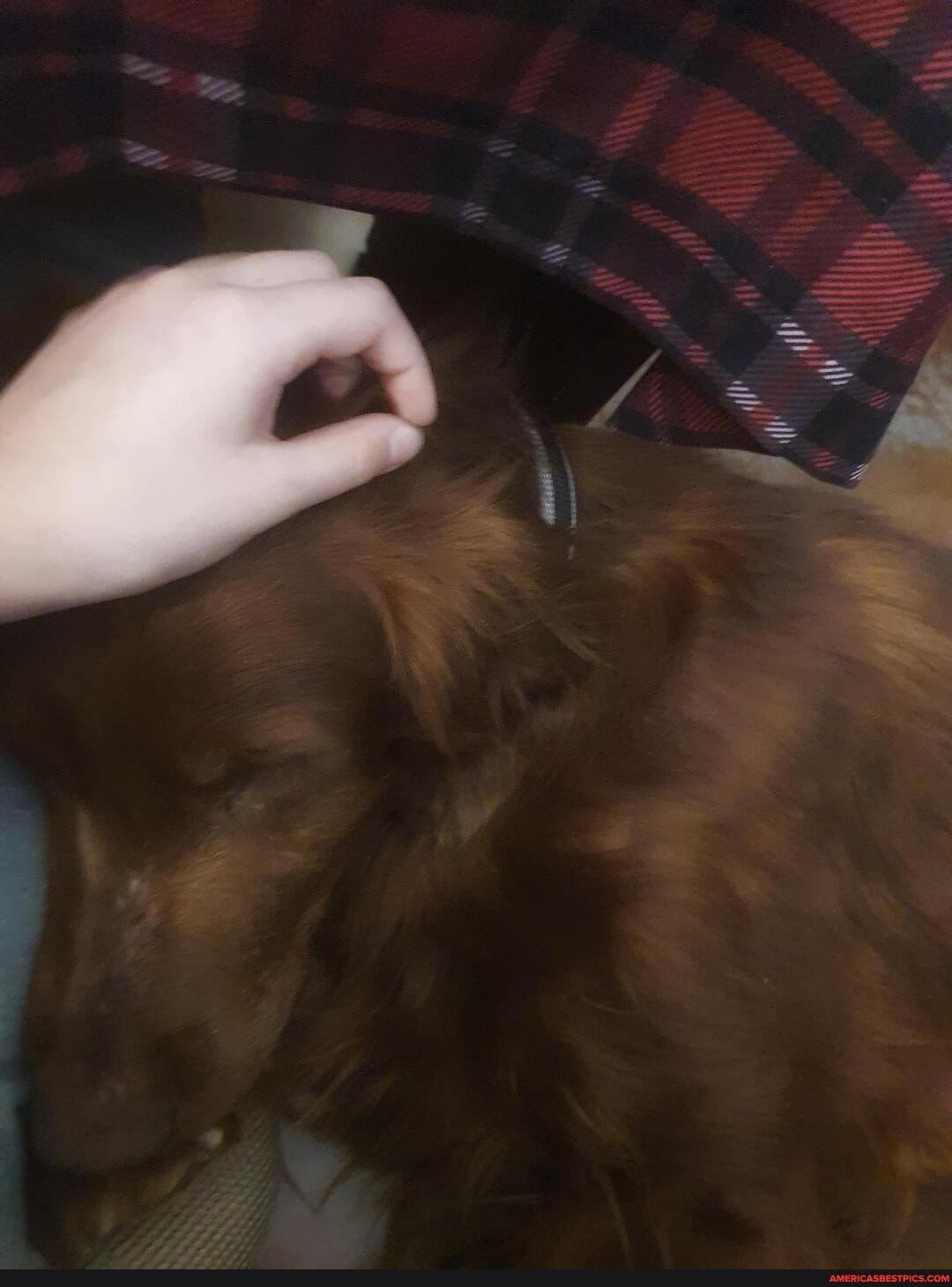 pupdate, charli, hes, doing, getting, unconditional, love