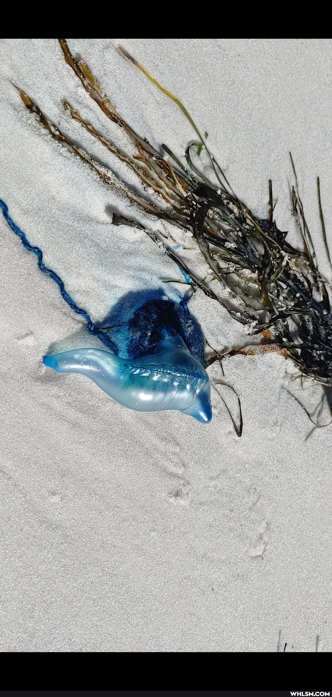summer, australia, original_content, blue