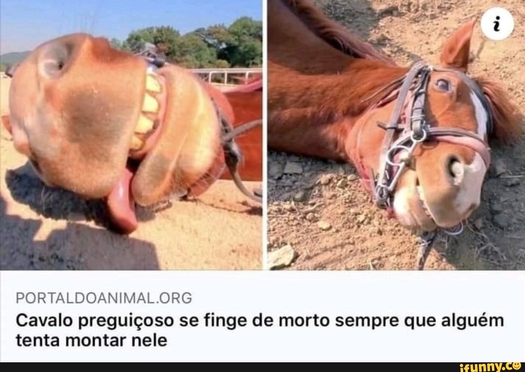 PORTALDOANIMAL ORG
Cavalo preguiçoso se finge de morto sempre que alguém tenta montar nele