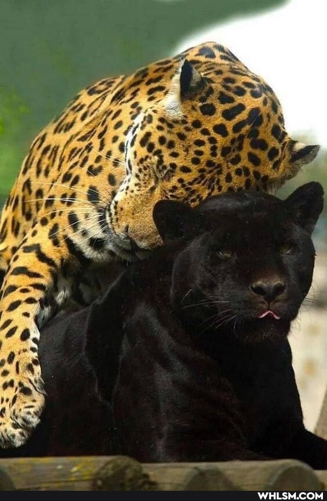 tiger, baby_animals