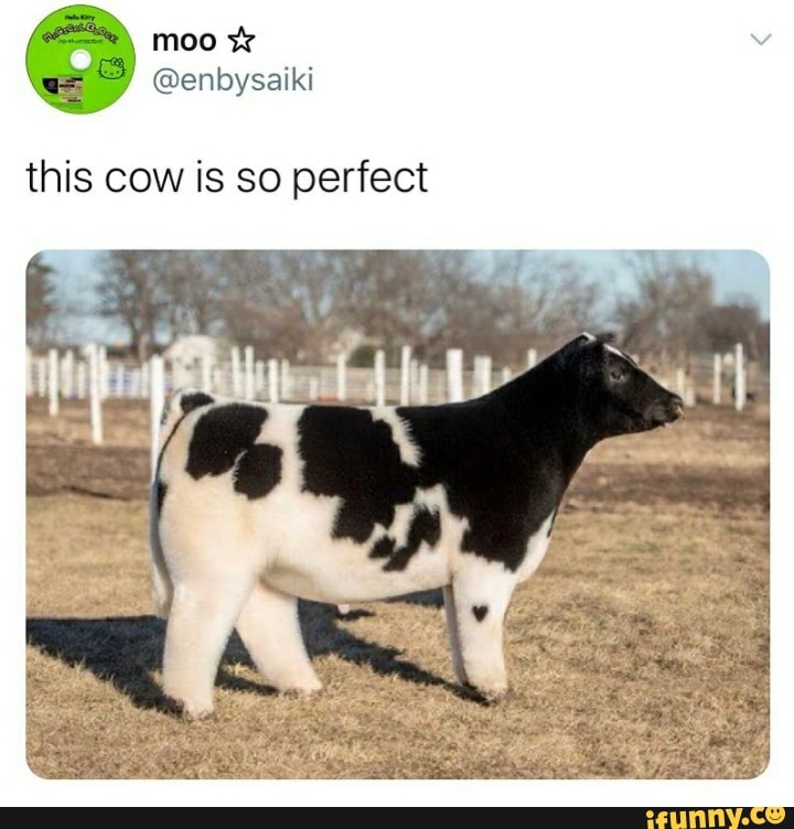 this cow is so perfect