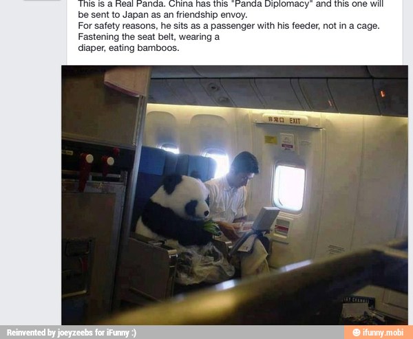 be sent to Japan as
an friendship envoy.
For safety reasons, he sits as a passenger with his feeder, not ina cage.
Fastening the seat belt, wearing a
diaper, eating bamboos.