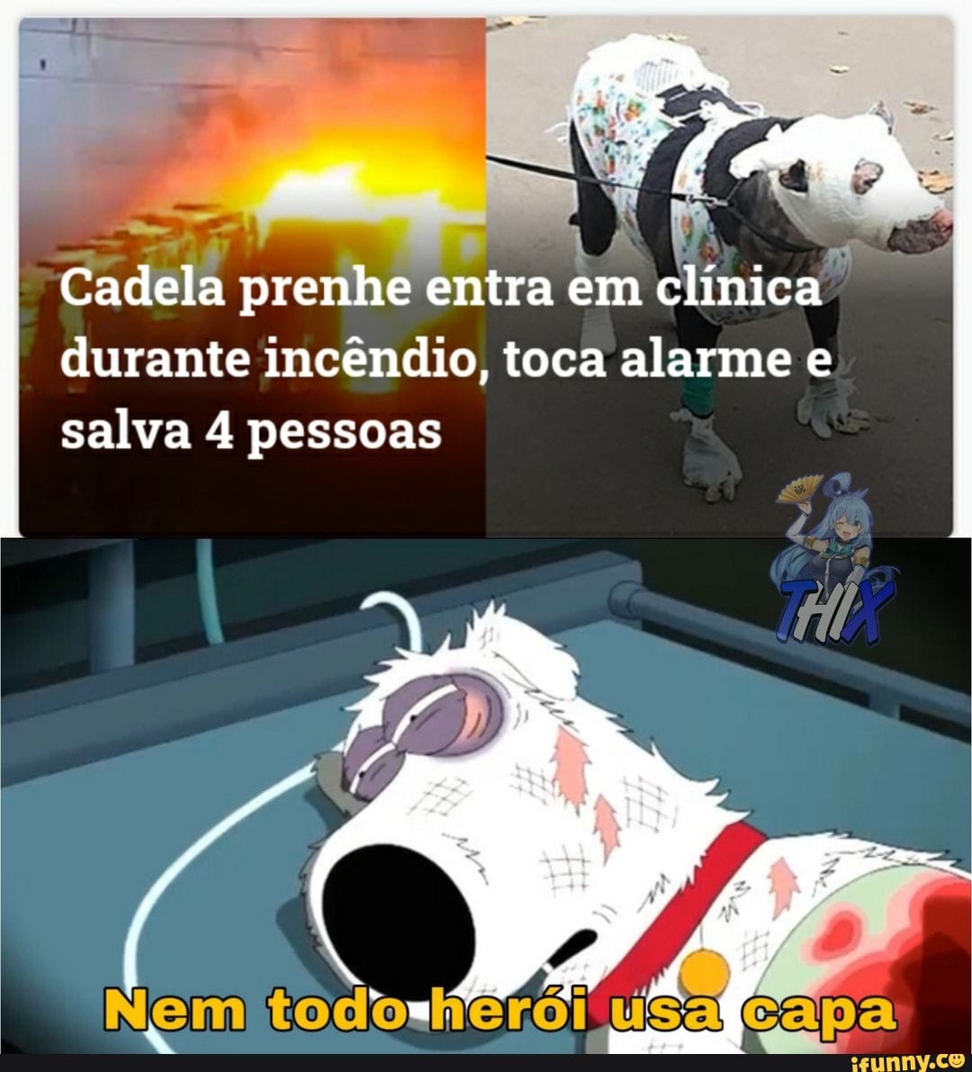 mm
Cadela prenhe entra em clínica durante incêndio, toca alarme e salva 4 pessoas