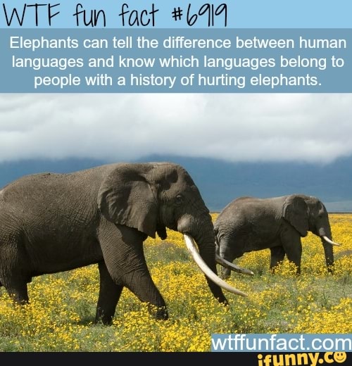 WTF fun Elephants can tell the difference between human. languages and ...