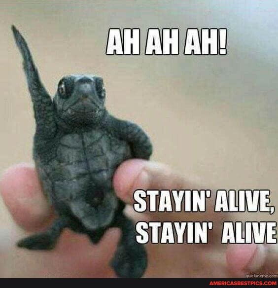 AH AH AH!
OTAYIN ALIWE.
STAYIN' ALIVE