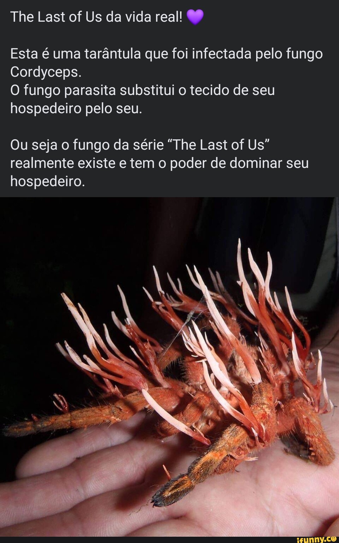 The Last of Us da vida real Esta é uma tarântula que foi infectada pelo fungo Cordyceps O