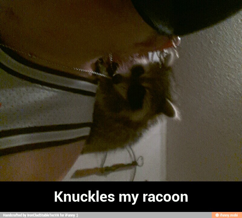 Knuckles my racoon - Knuckles my racoon