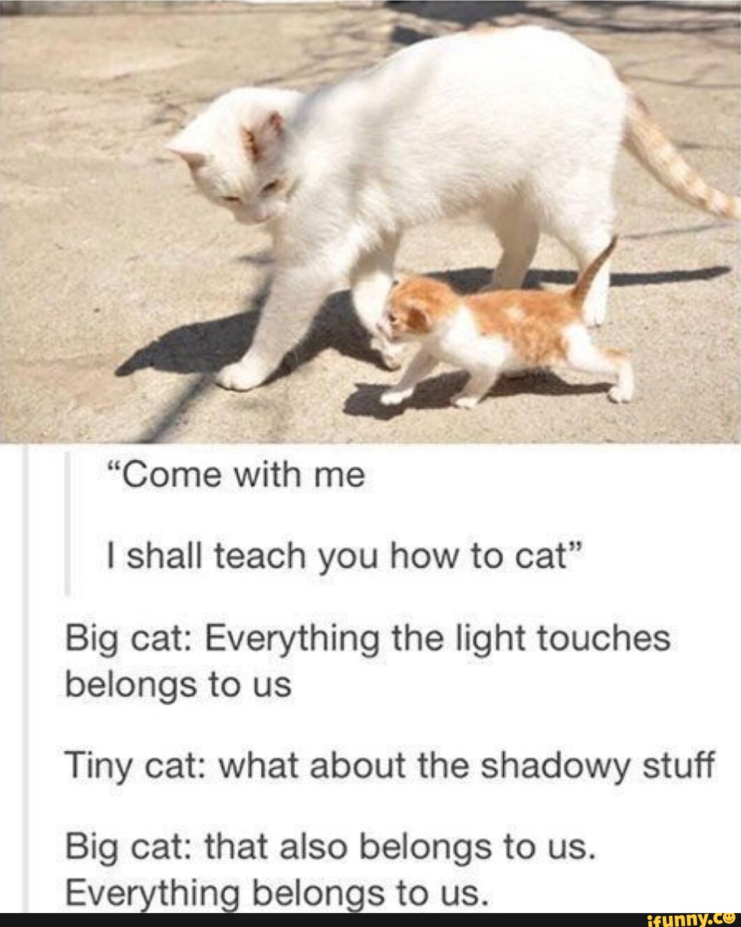 What cat are you today. This is dog. Ну ебаный пиксельный кошачий корм да. Have a cat. Повер с кошкой.