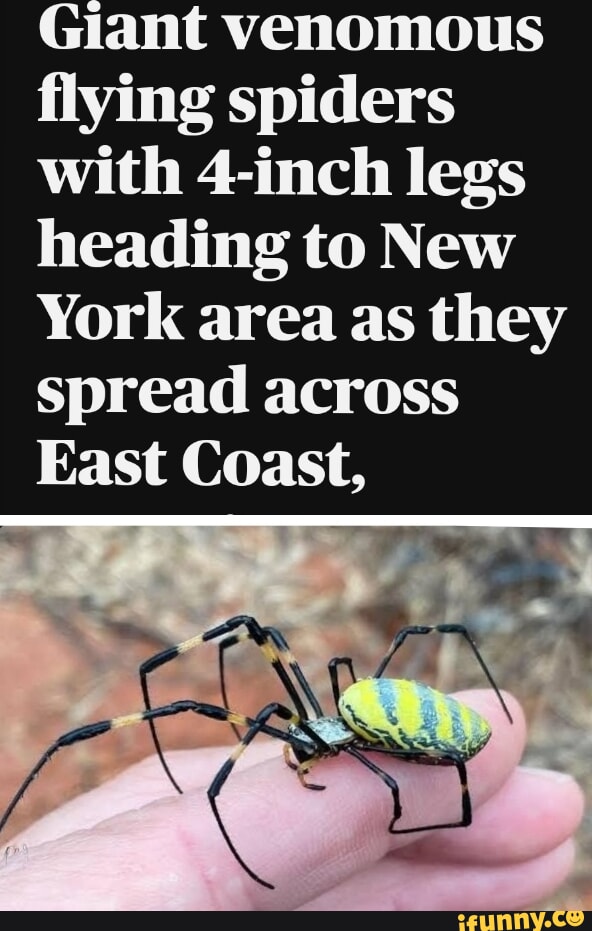 Giant Venomous Flying Spiders With 4-inch Legs Heading To New York Area ...