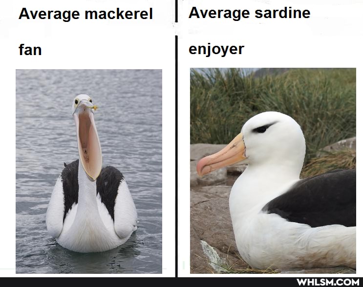 Average mackerel I Average sardine
fan