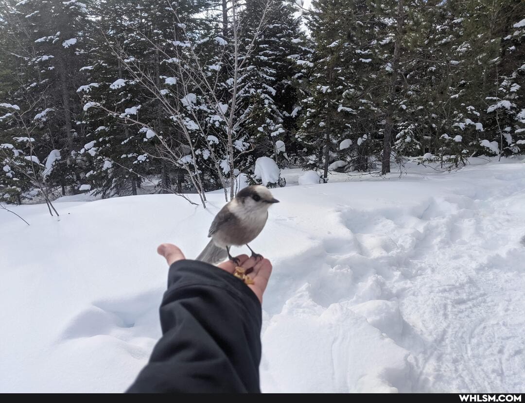 canada, birds, winter, hiking