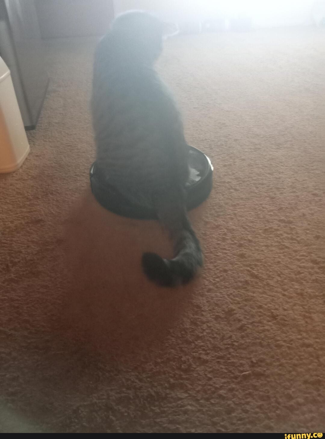 Robovac memes. Best Collection of funny Robovac pictures on iFunny