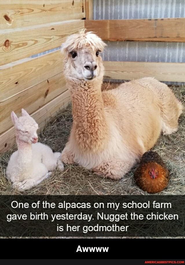 One of the alpacas on my school farm gave birth yesterday. Nugget the chicken
is her godmother
Awwww - Awwww