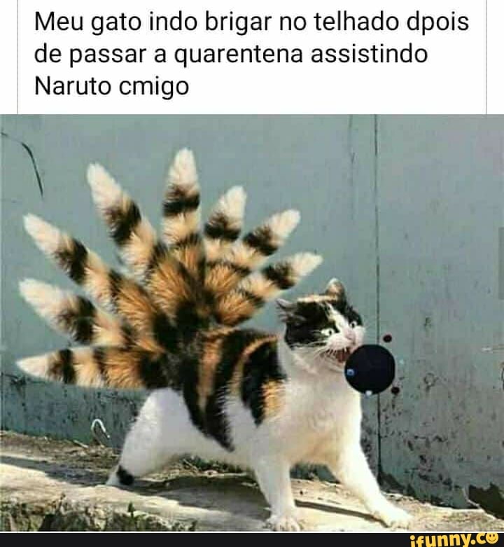 Meu gato indo brigar no telhado dpois
de passar a quarentena assistindo
Naruto cmigo