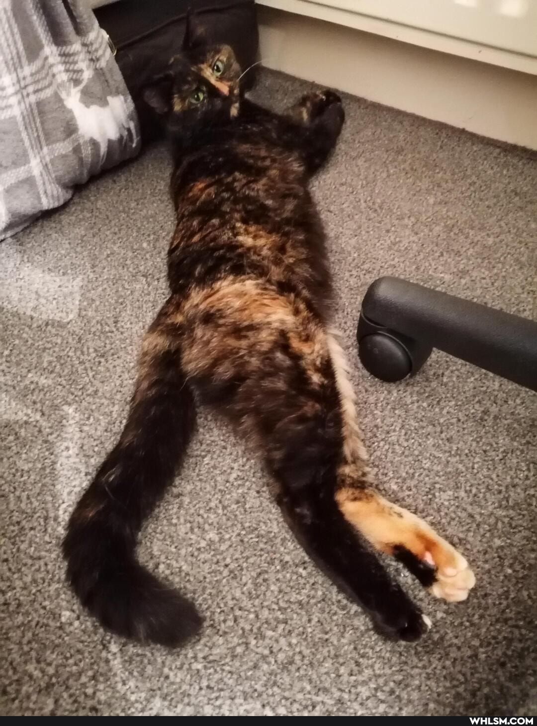 aww, cats